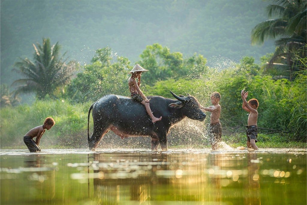story vietnam