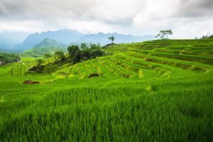 Échappée verte : réserve de Pù Luông & baie d'Halong terrestre — 4 jours