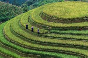 Immersion montagnarde & marchés colorés de Bắc Hà — 4 jours
