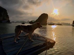 Le Nord et le Centre en famille : de la baie d'Halong à Hoi An