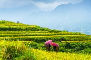 Trek d'altitude & villages secrets de Bắc Hà — 4 jours