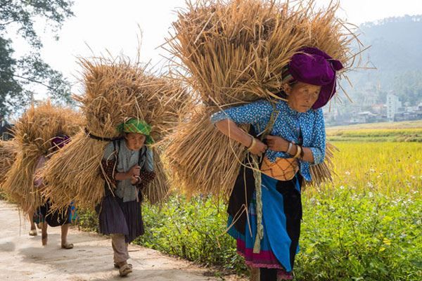 Trek à Hoàng Su Phì et Nuits en Écolodge Pan Hou — 4 jours