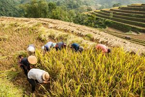Trek à Hoàng Su Phì et Nuits en Écolodge Pan Hou — 4 jours