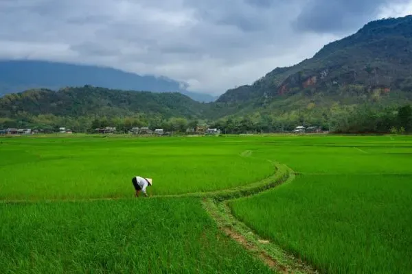 Trek des Minorités du Nord en 7 jours : De Mai Chau à Mu Cang Chai et Bac Ha