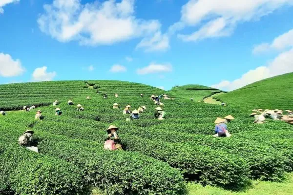 Trek des Minorités du Nord en 7 jours : De Mai Chau à Mu Cang Chai et Bac Ha