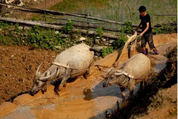 Trek des Minorités du Nord en 7 jours : De Mai Chau à Mu Cang Chai et Bac Ha