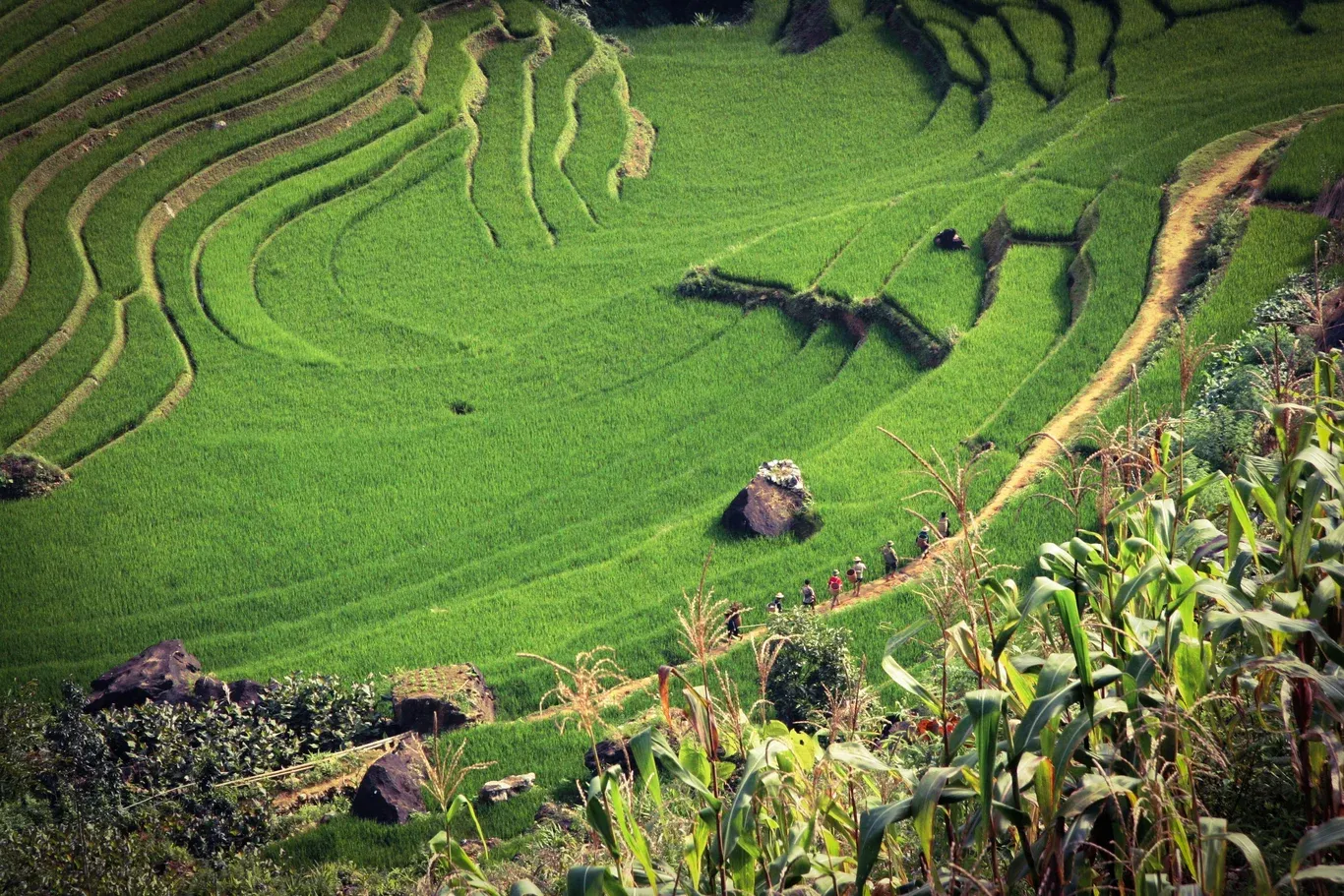 vietnam sapa rizieres